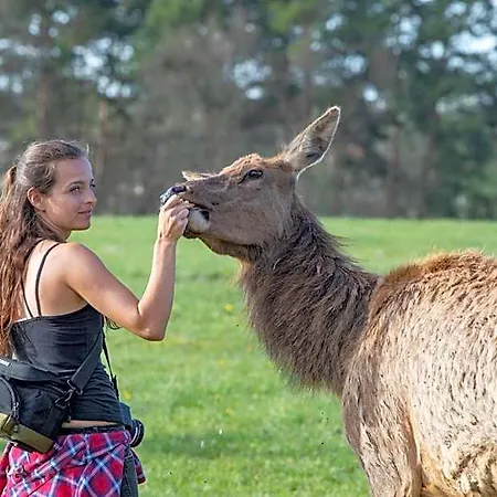 Aparthotel Safari - Chateau 4*