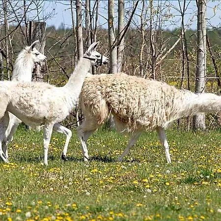 Safari - Chateau Borovany (Ceske Budejovice)